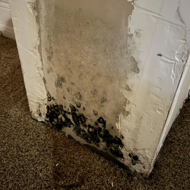 Professional Mold Removal in Germantown, TN